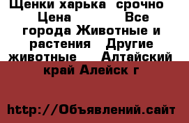 Щенки харька! срочно. › Цена ­ 5 000 - Все города Животные и растения » Другие животные   . Алтайский край,Алейск г.